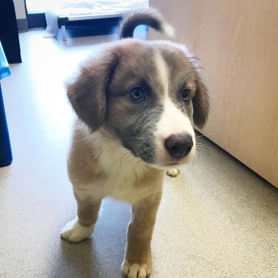 great pyrenees and australian shepherd mix